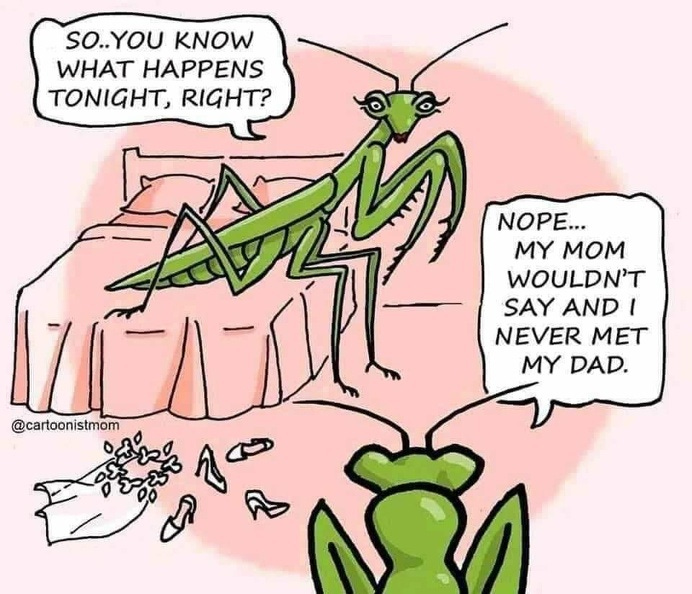 Mantis Seduction 1.jpg