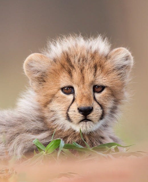 May be an image of big cat and cheetah