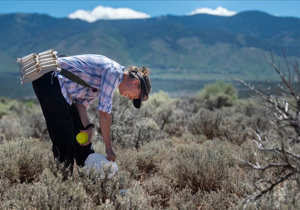 Image of woman collecting bees in desert. Image of woman collecting bees in desert.