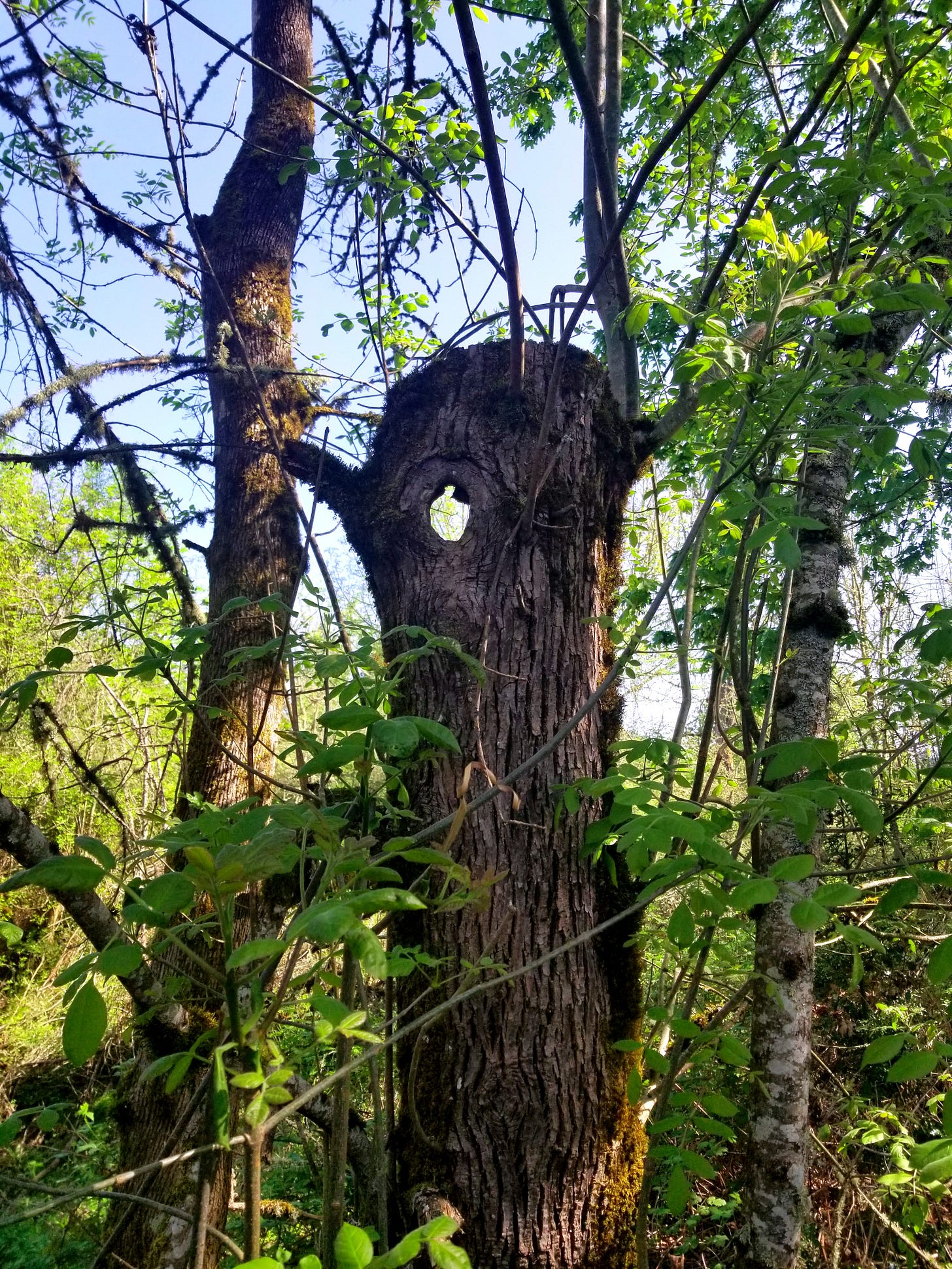 A snag stands in the forest, covered in moss, a hole at the top offering a view of blue sky.