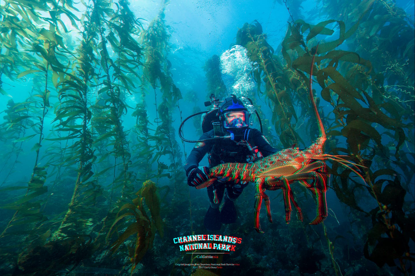 A SCUBA diver holds a large lobster underwater with large strands of kelp in the background. A SCUBA diver holds a large lobster underwater with large strands of kelp in the background.