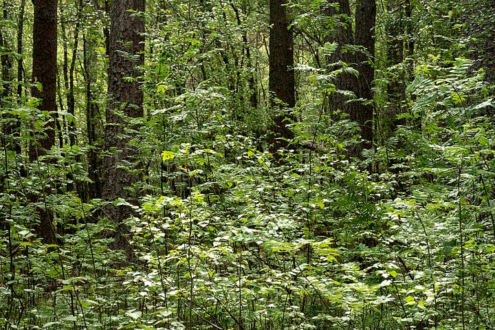 Green fills every corner of the woods in June: soft rush, mosses, sedge and rowan seedlings