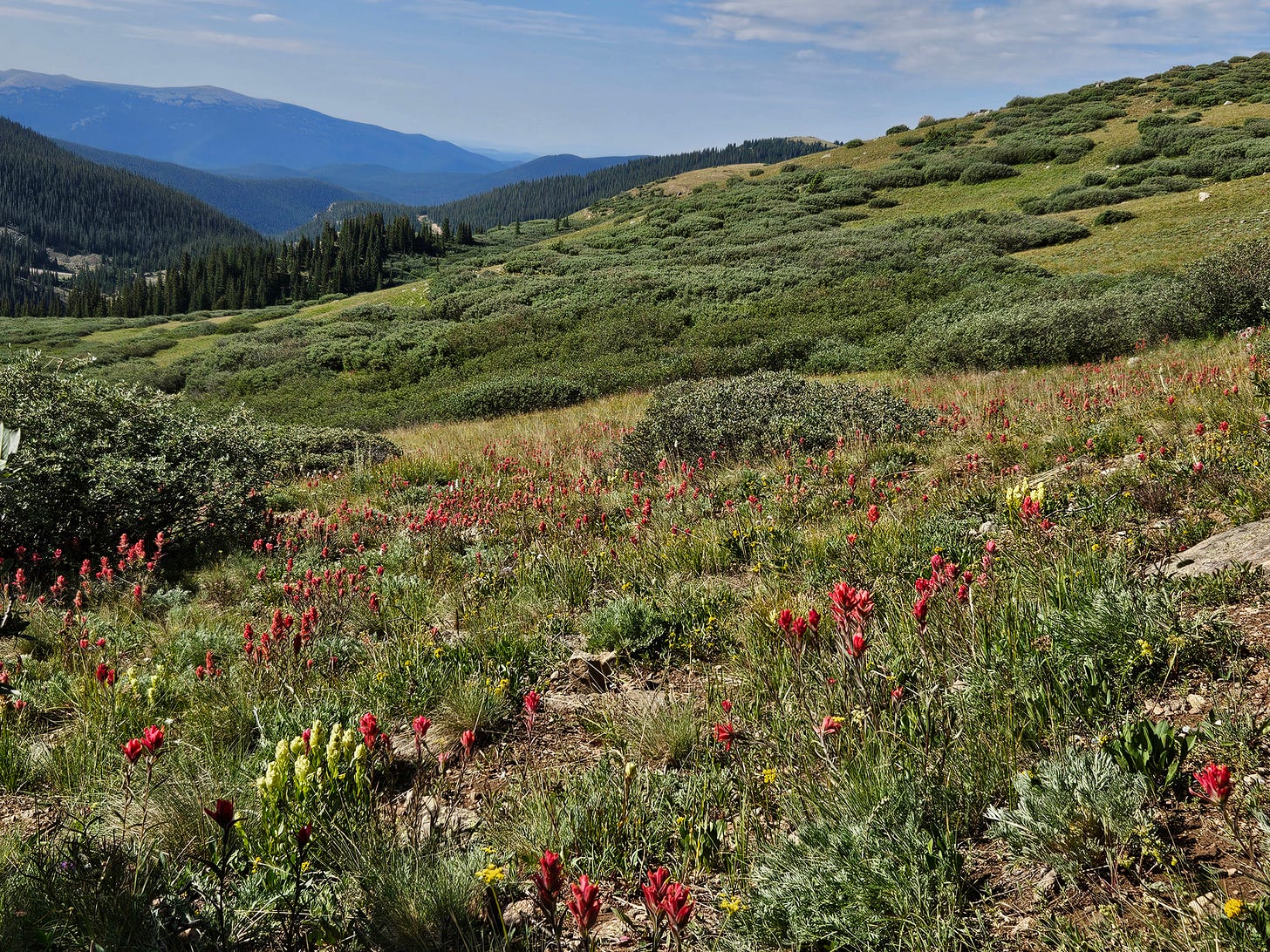 A mountain meadow stretches to the horizon, where more mountains can be seen. In the foreground, the meadow is covered in green grasses and shrubs, and a profusion of red and yellow wildflowers.