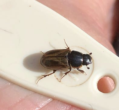 Spring Small Dung Beetle (Aphodius prodromus)