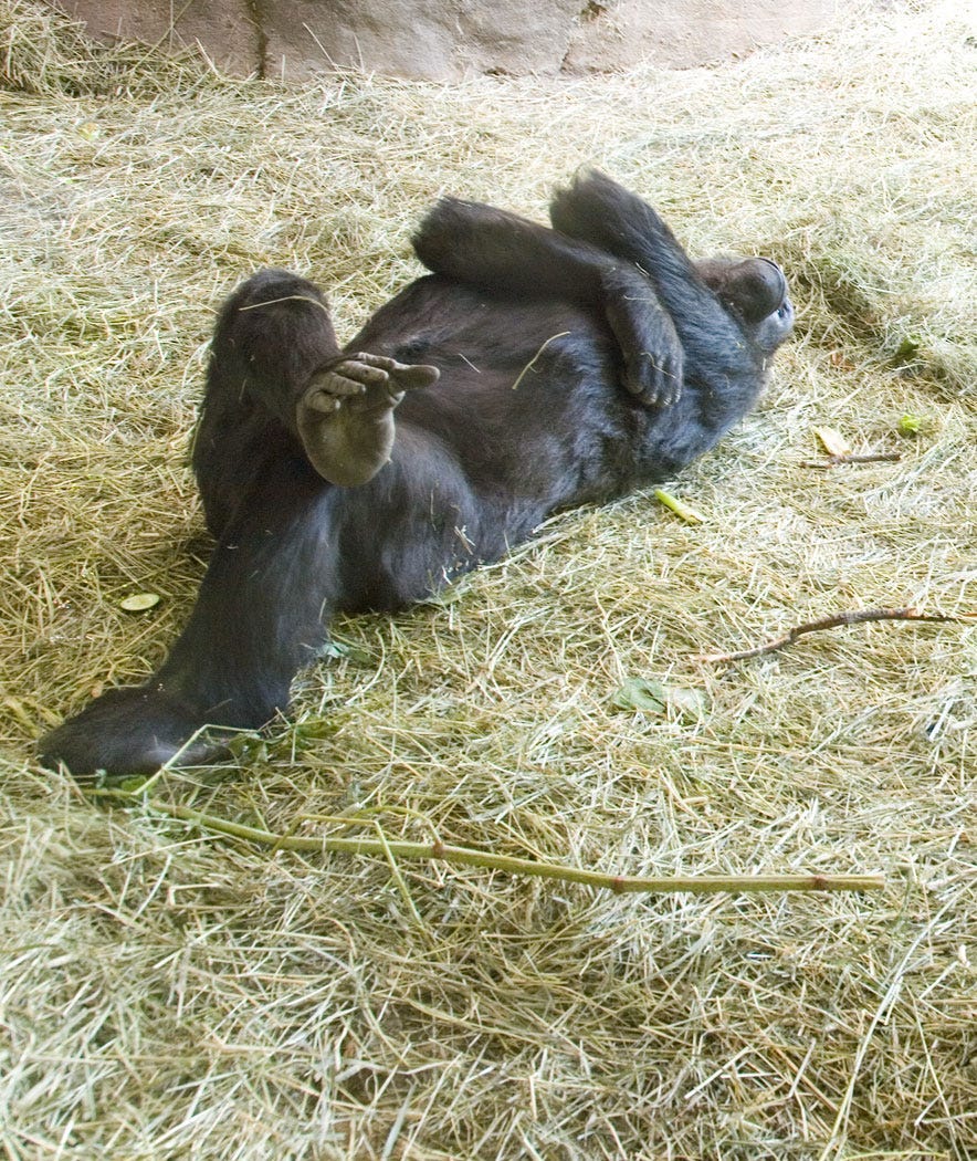 gorilla