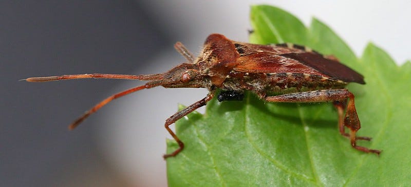 Leptoglossus occicentalis, a brown leaf-footed bug. Leptoglossus occicentalis, a brown leaf-footed bug.