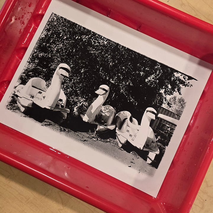 Swan paddle boats on land in front of a wall of shrubs and the final print in a red development tray