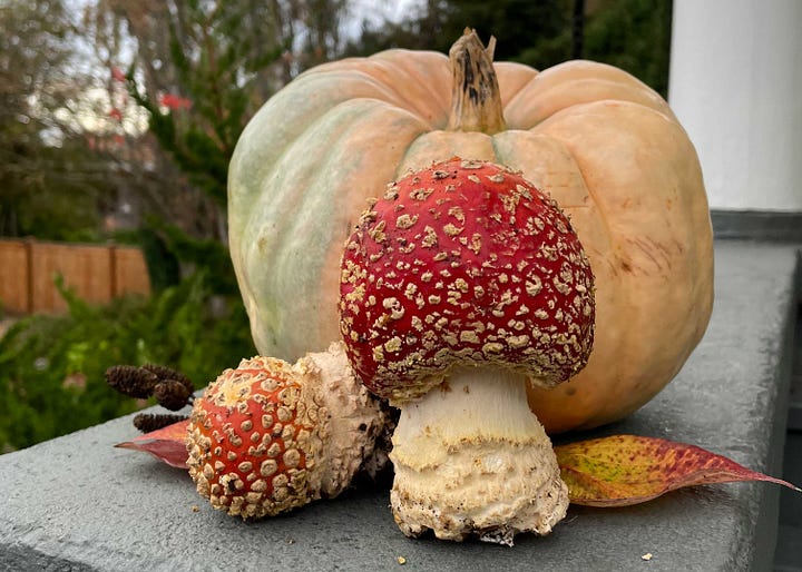pumpkin mushroom pecans