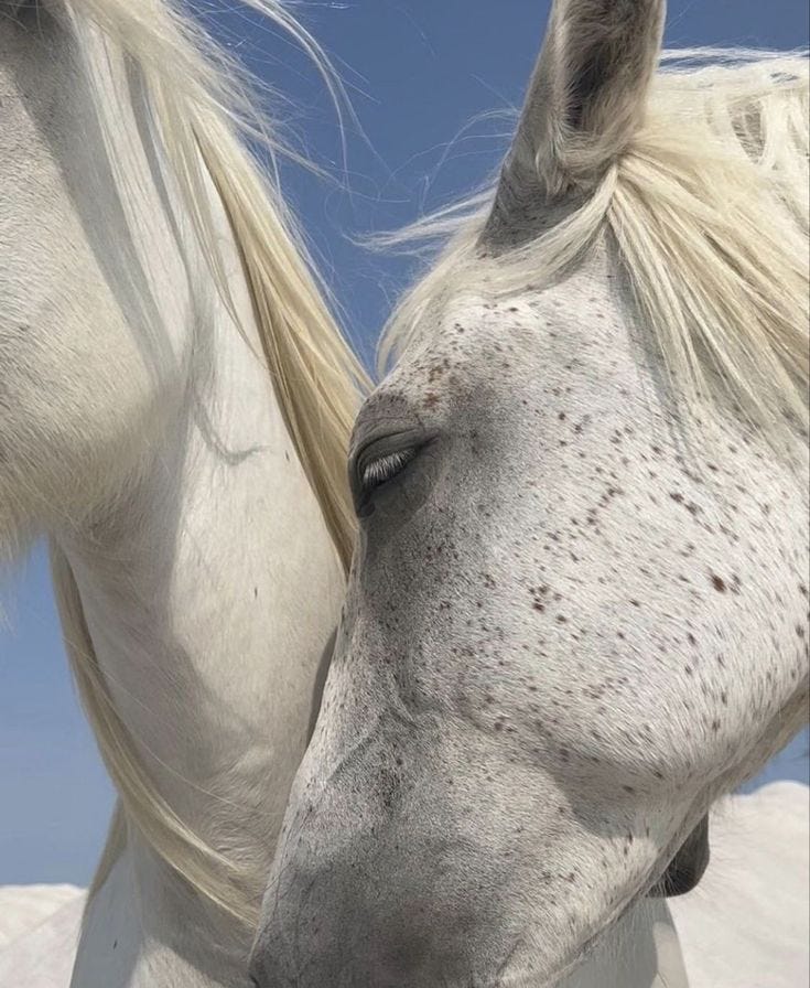 This may contain: two white horses standing next to each other on a snow covered field with blue sky in the background