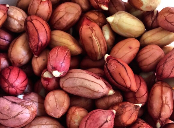 Delicious, Nutritious, Splendiferous Peanut Sprouts Delicious, Nutritious, Splendiferous Peanut Sprouts