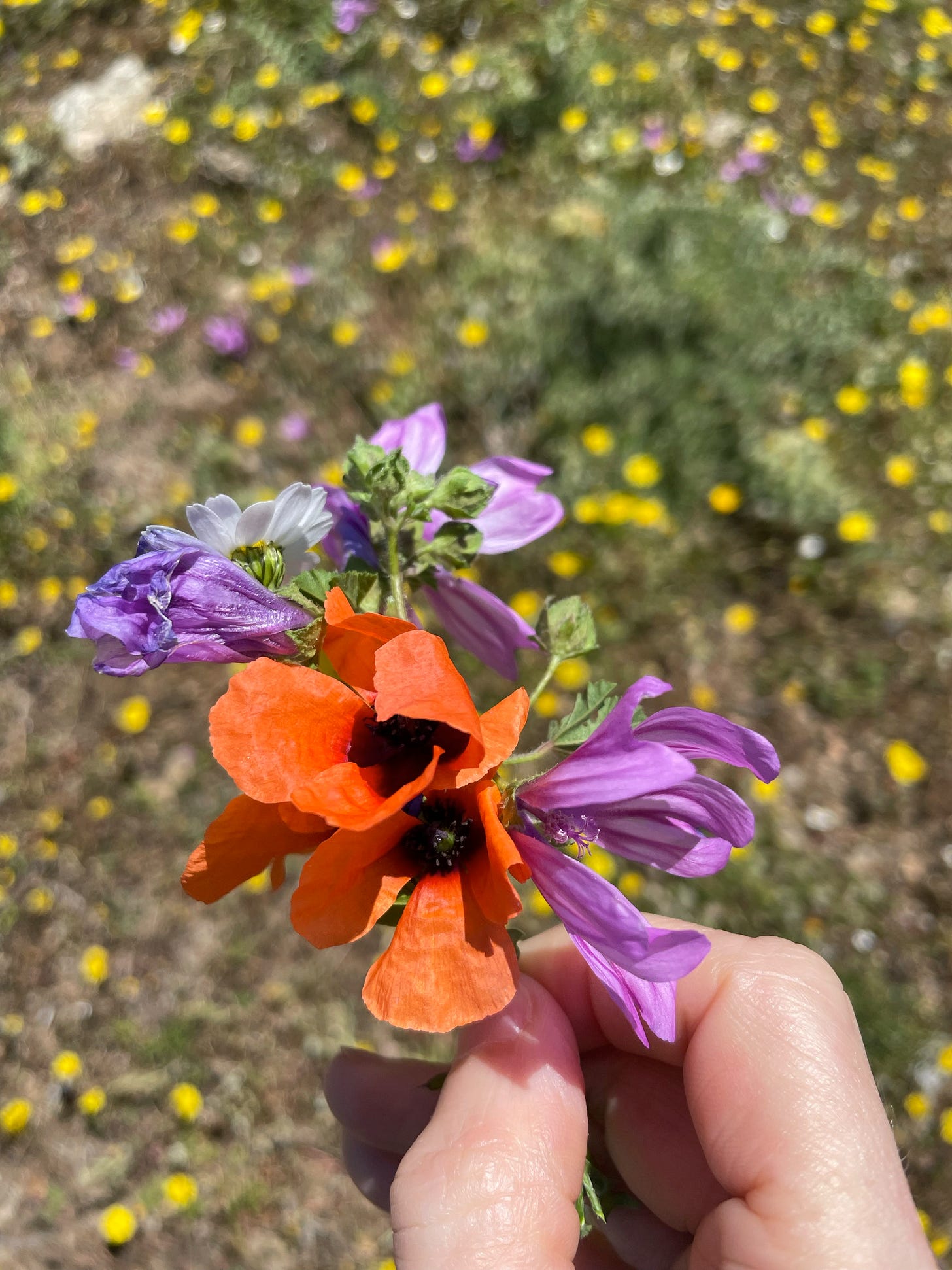 The place was awash in spring wildflowers. I picked my mom a Mother’s Day bouquet.