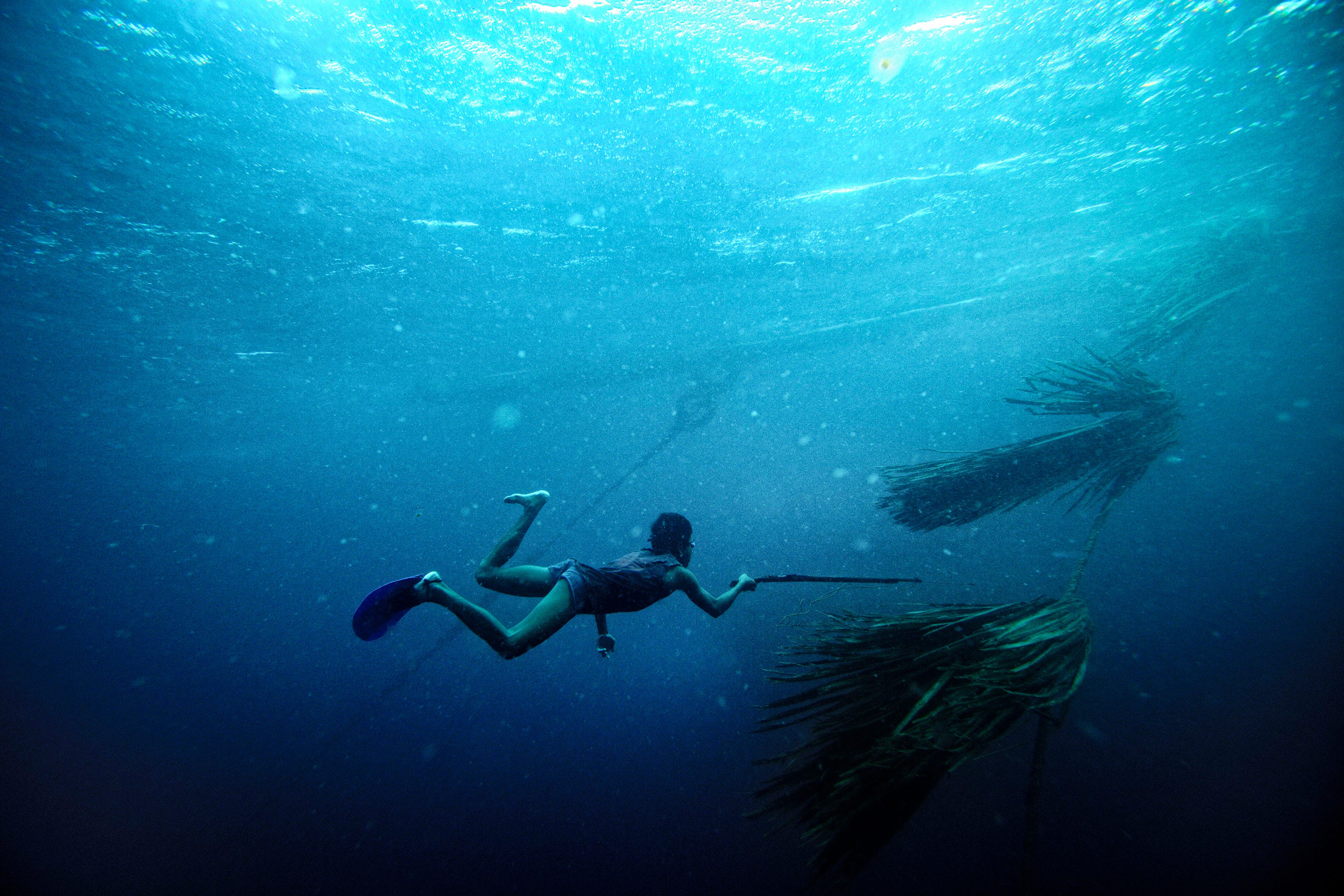 A person in swim fins dives underwater, holding a spear and approaching large bundles of palm fronds suspended in the deep blue ocean. Sunlight filters down from the water’s surface above.