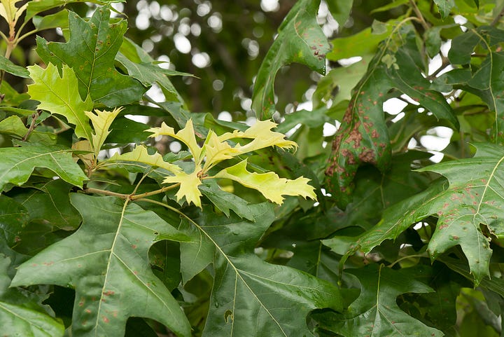 Second growth flushes in trees