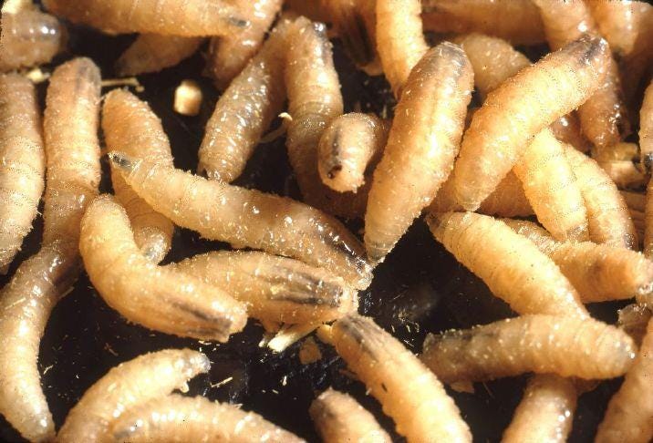 Trump appoints screwworm czar as second calf infected | Capital Press Trump appoints screwworm czar as second calf infected | Capital Press