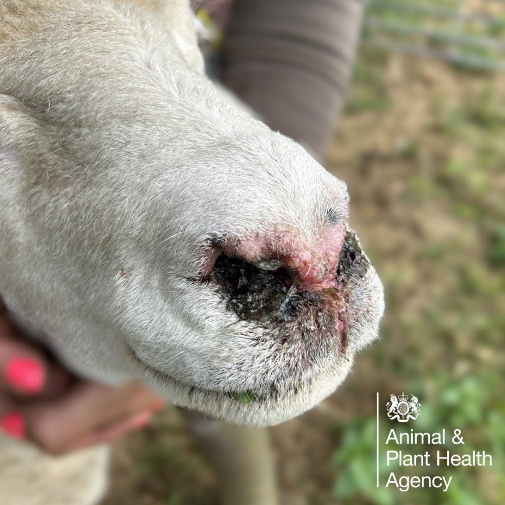 Clinical signs of bluetongue | AHDB