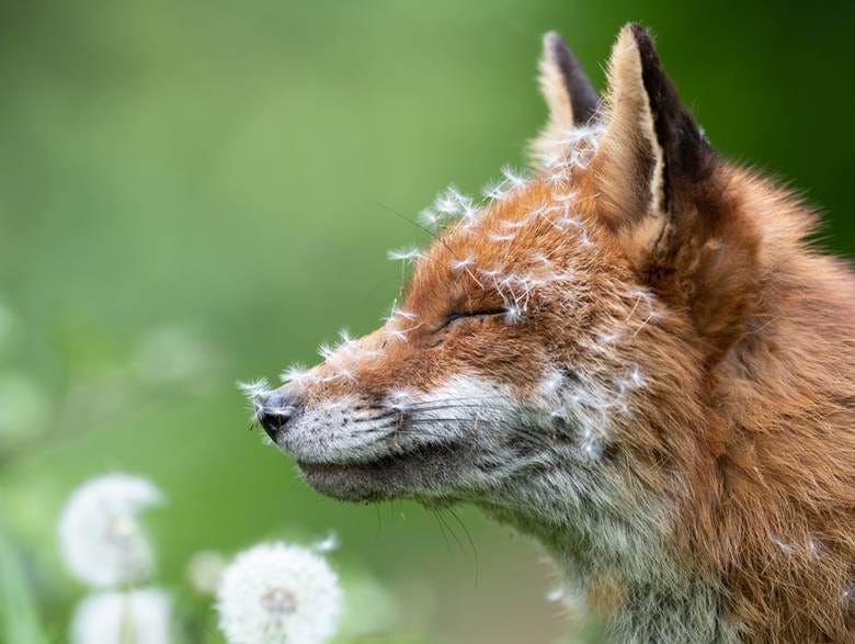 Best Wildlife Photos Of All Time