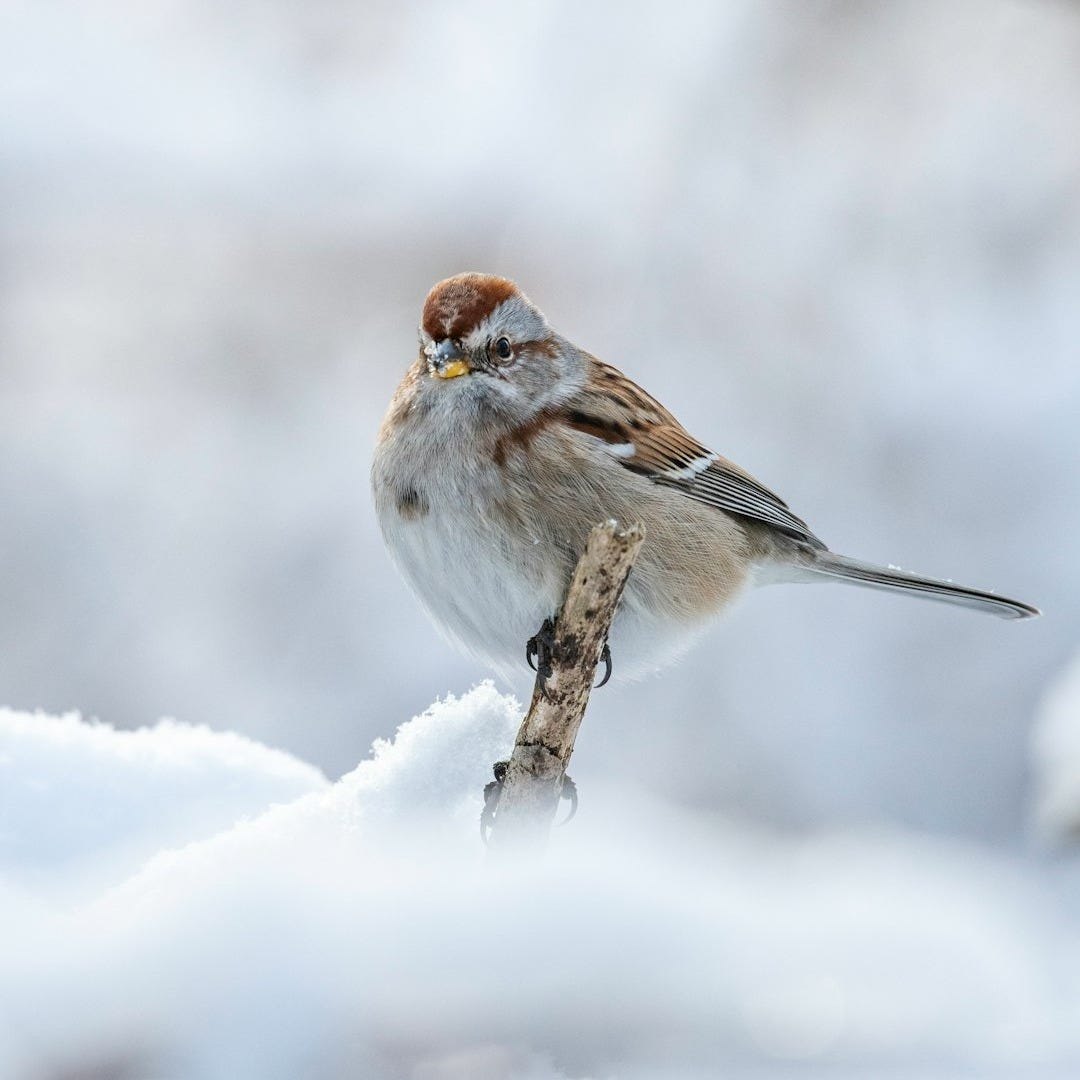 a small bird perched on a branch in the snow