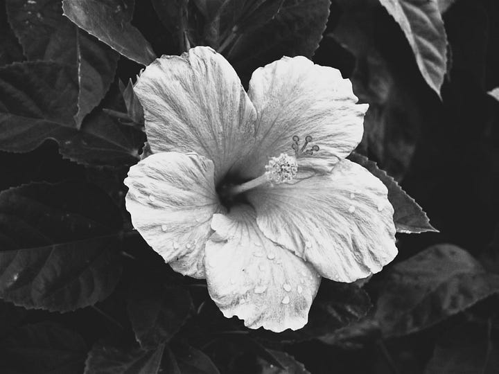 Side-by-side photos of a pink hibiscus flower reference, one in color and one in black and white for tonal study.