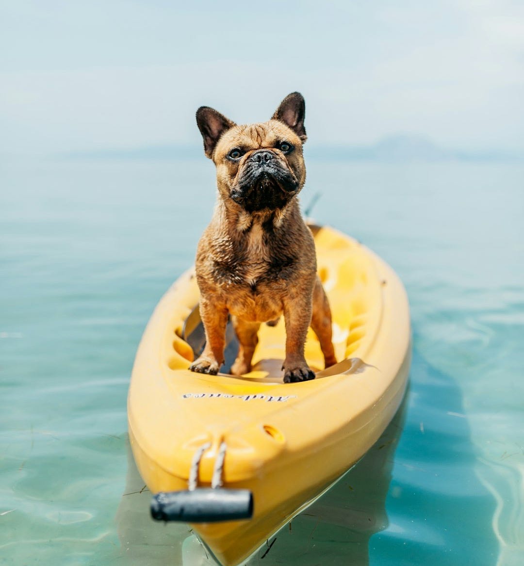 adult brown French bulldog standing on kayak