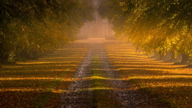 KNUTSFORD, ENGLAND - OCTOBER 13: An avenue of trees bask in morning sunshine and mist on October 13, 2020 in Knutsford, England. Experts are predicting a spectacular show of seasonal colour in England's woods and forests over the next few weeks. Lots of sunshine and spells of rain experienced during the summer, twinned with recent dry, warm early-autumn days and cooler nights are bringing out the warm hues of Autumn. (Photo by Christopher Furlong/Getty Images)