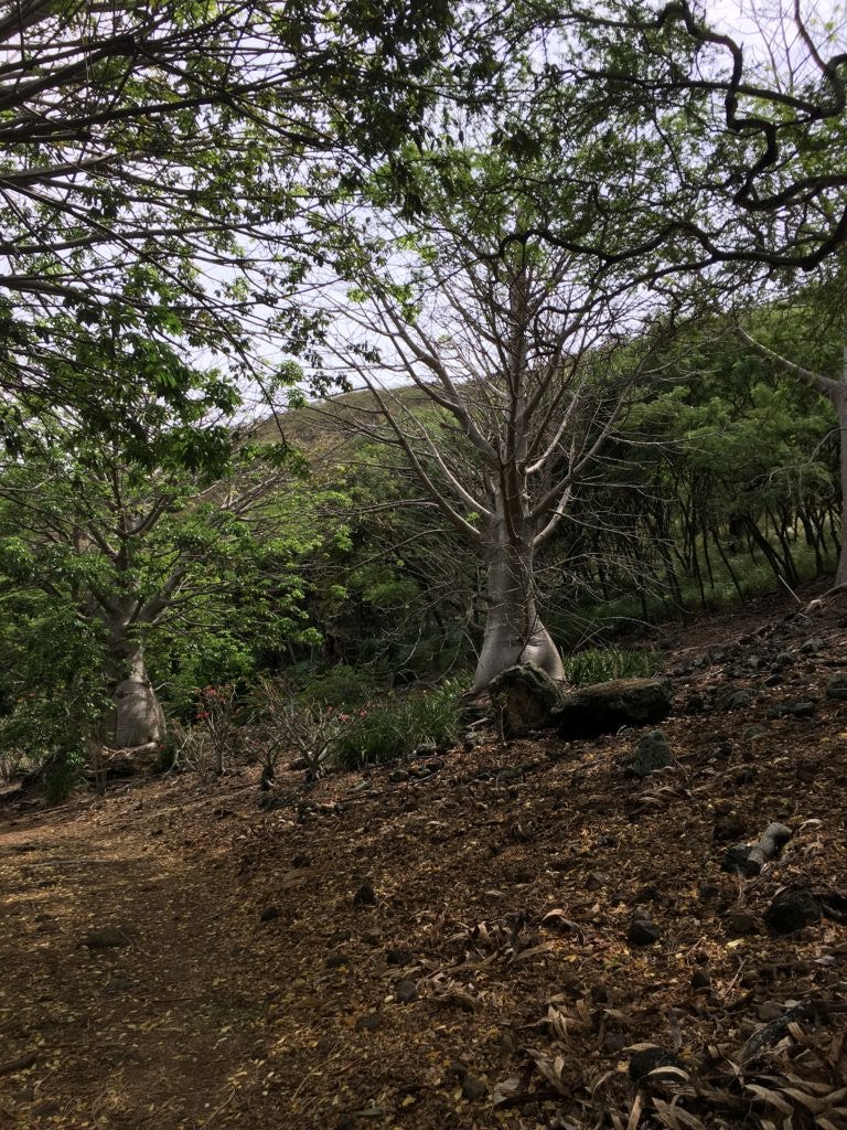 Koko Crater Koko Crater