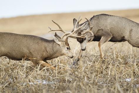 Fighting deer