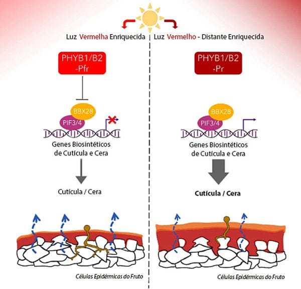 Esquema gráfico demonstrando os efeitos de diferentes quantidades de luz na sinalização dos genes responsáveis pela espessura da camada superficial de frutos, menor ou maior conforme a intensidade luminosa