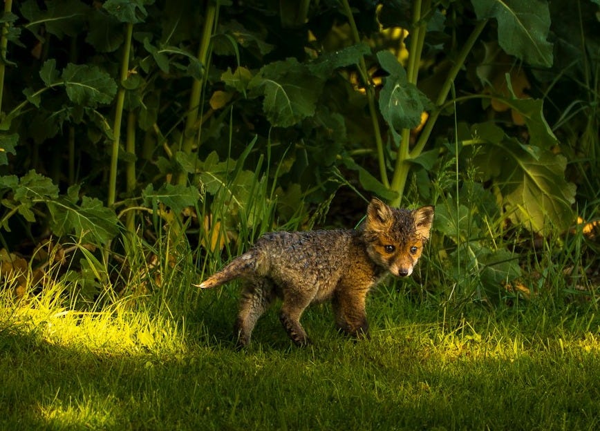 A small fox walks through tall green grass.