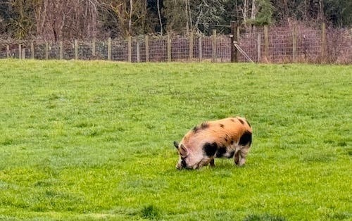 Brock the Kune Kune Pig at The Buxton Farm