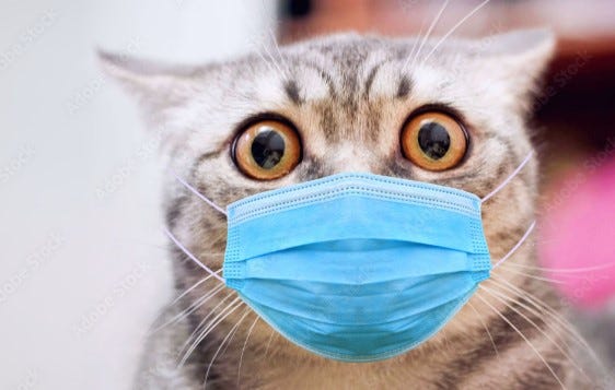 lionessofjudah.substack.com