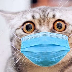 Creators of world’s 1st Covid jab call for CAT FLU PANDEMIC VACCINES to be made immediately as GOF-Bird Flu jumps to cats then to humans