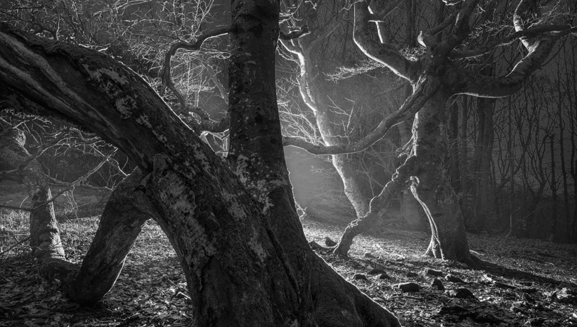 Woodland Photography at Night | Fstoppers