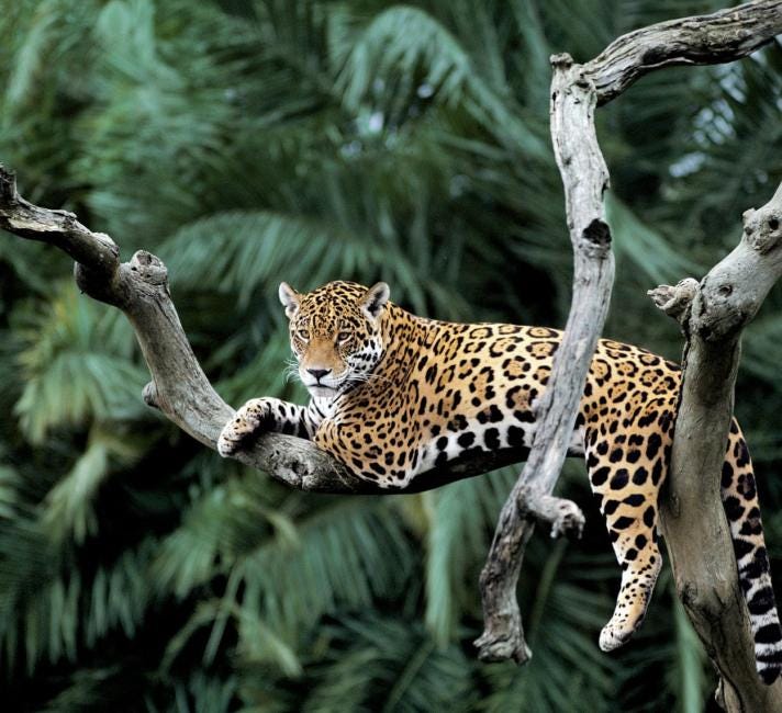 Here are our top 10 facts about Jaguars | WWF Here are our top 10 facts about Jaguars | WWF