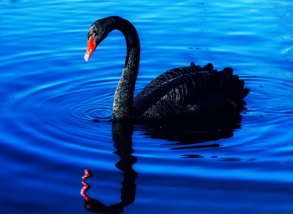 A black swan in a deep blue pool of water with ripples going outward A black swan in a deep blue pool of water with ripples going outward