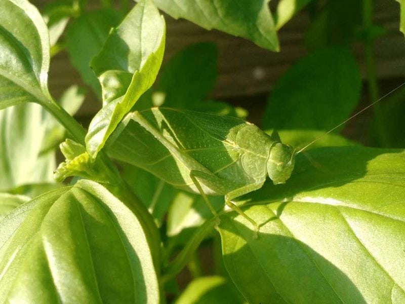 File:Katydid camouflaged in basil plant.jpg