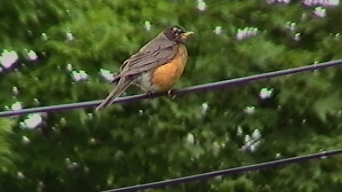 The Birds Tell Me All There Is To Know (2026) directed by Aidan Cronin •  Reviews, film + cast • Letterboxd