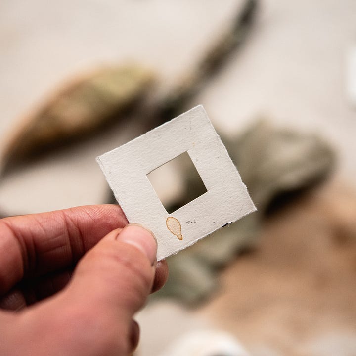 analogue zoom photography nature