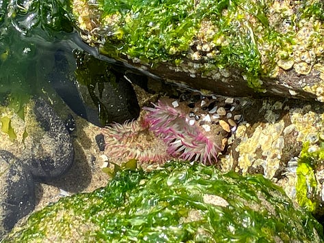 Haystack Rock, Cannon Beach, tide pools