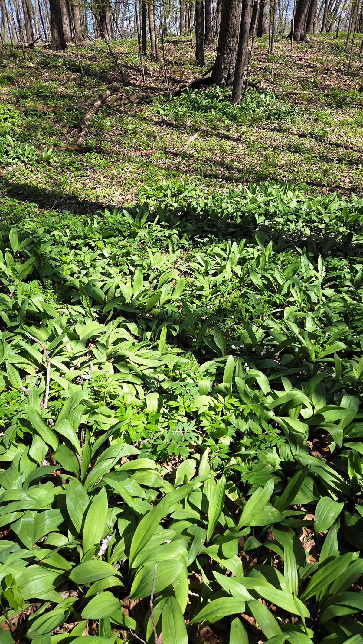 A huge patch of ramps in Wisconsin. 