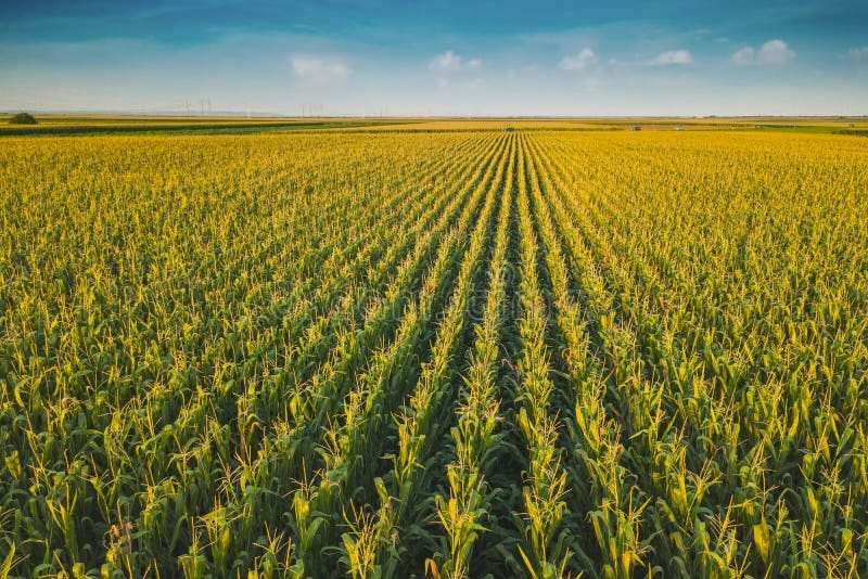 257,153 Corn Field Stock Photos - Free & Royalty-Free Stock Photos from  Dreamstime