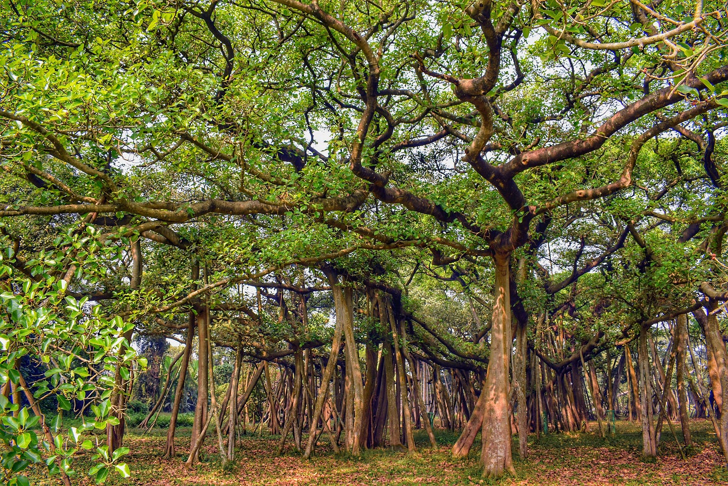 https://upload.wikimedia.org/wikipedia/commons/thumb/6/6c/TheGreatBanyanTree_November_2021.jpg/3840px-TheGreatBanyanTree_November_2021.jpg