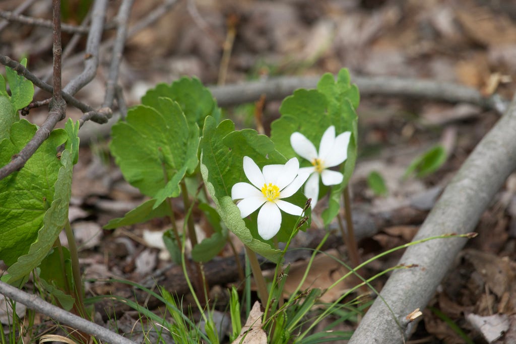 Bloodroot - Sangionaria Bloodroot - Sangionaria