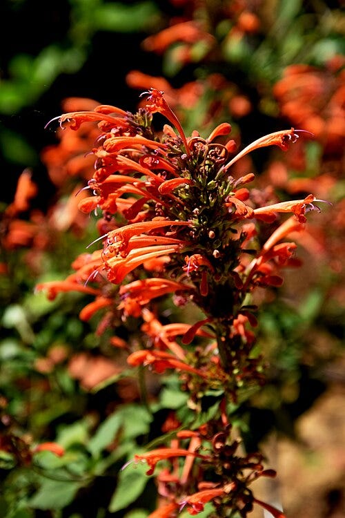 File:Agastache 'Kudos Mandarin' 02.JPG