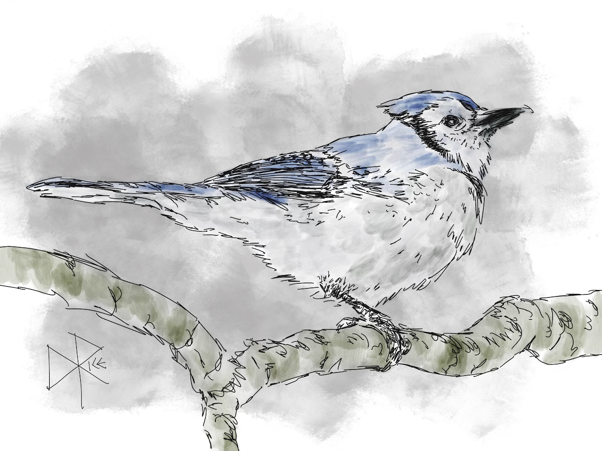 A blue jay in profile, perched on a bare branch. Sketch art by Don Rice.