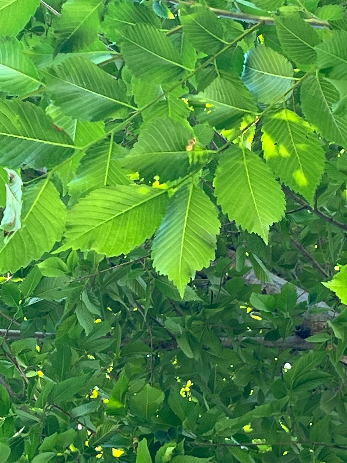 a close up of the leaves, with raised ridges and serrated edges a close up of the leaves, with raised ridges and serrated edges