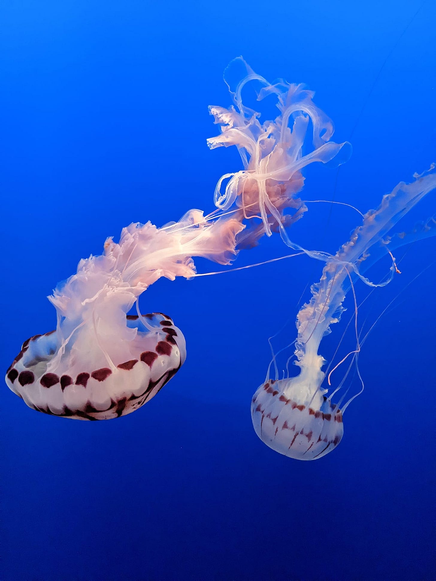 No photo description available.