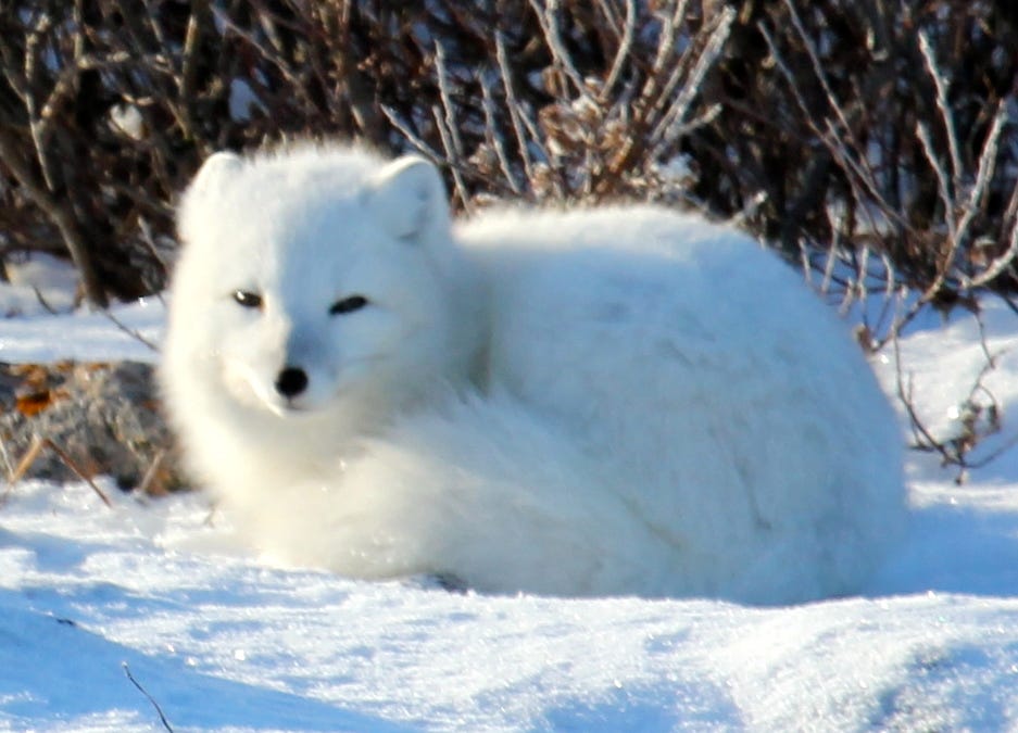 Orange Is The New Black Eye For Canada