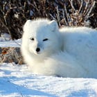 Orange Is The New Black Eye For Canada