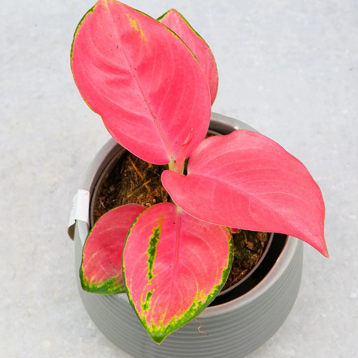 Pink Evergreen Plant Profile: Chinese Evergreen - by Carlie