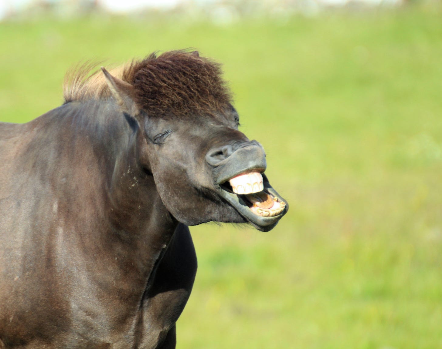 Close up shot of a horse bearing its teeth, looking even weirder than they do normally. Horses. Are. Weird, K?